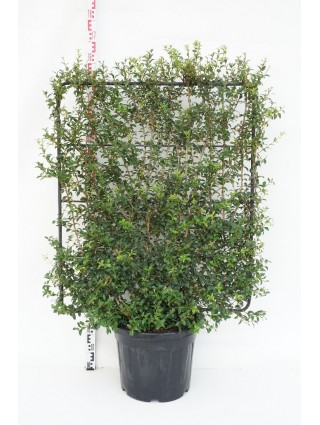 Puošnioji kvepenė (espalier) (Lot Osmanthus burkwoodii (espalier)) C45 120H100W-KITI KRŪMAI-KRŪMAI