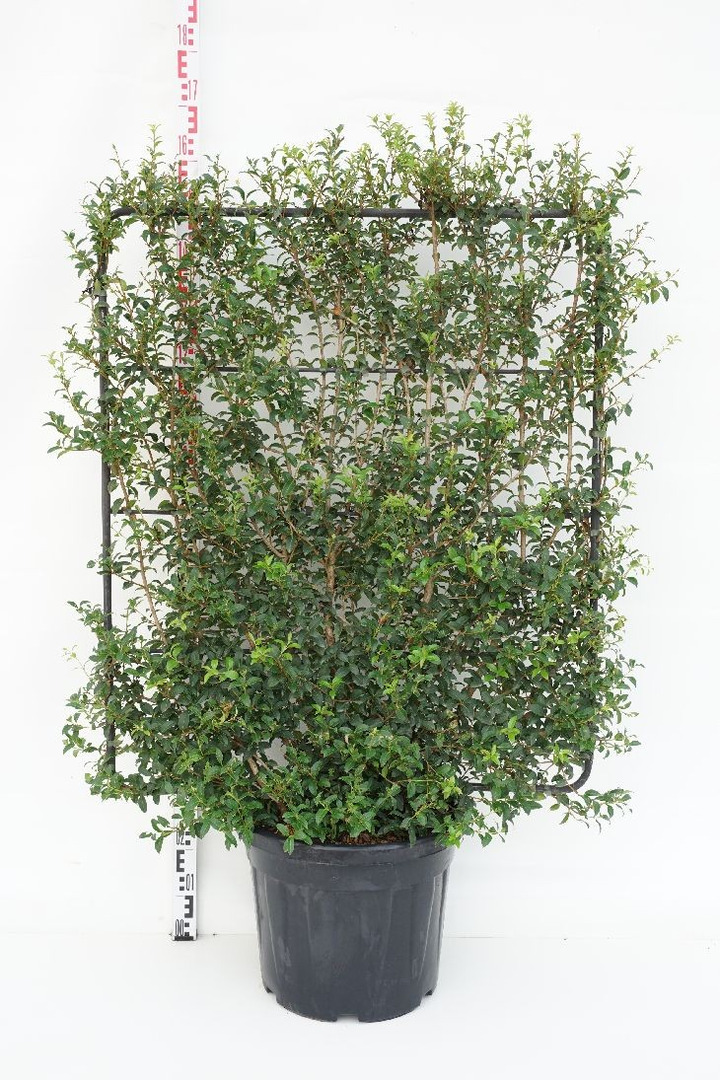 Puošnioji kvepenė (espalier) (Lot Osmanthus burkwoodii (espalier)) C45 120H100W-KITI KRŪMAI-KRŪMAI