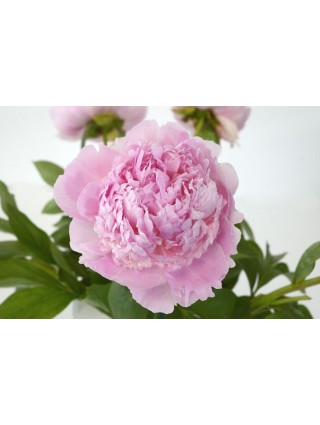 Bijūnai (LD) (Lot Paeonia (LD)) 'Angel Cheeks' 2-3 IŠ GRUNTO-BIJŪNAI-DAUGIAMETĖS GĖLĖS