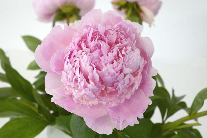 Bijūnai (LD) (Lot Paeonia (LD)) 'Angel Cheeks' 2-3 IŠ GRUNTO-BIJŪNAI-DAUGIAMETĖS GĖLĖS