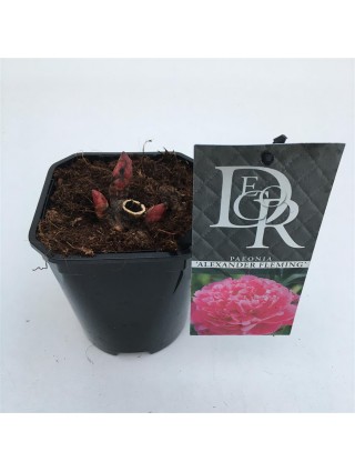 Bijūnai (LD) (Lot Paeonia (LD)) 'Dr. Alexander Fleming' C1/P13-BIJŪNAI-DAUGIAMETĖS GĖLĖS