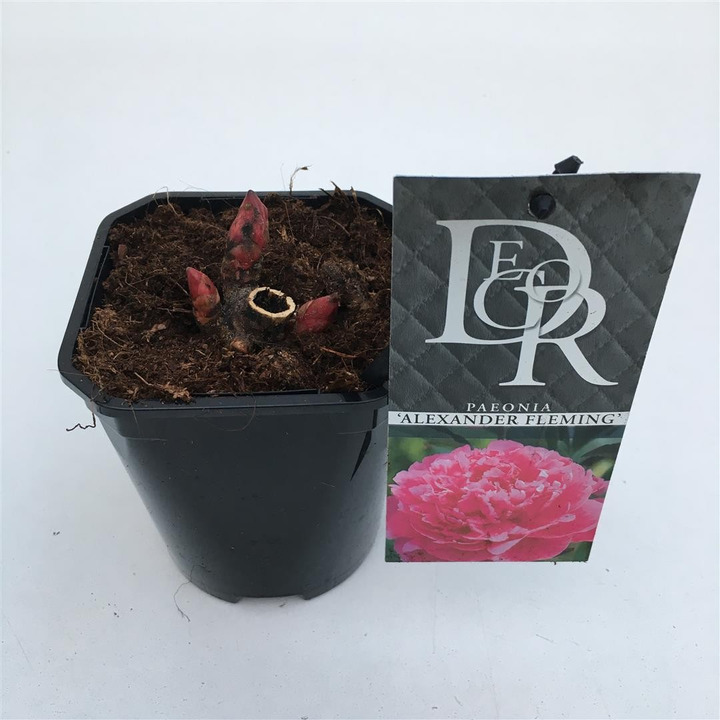 Bijūnai (LD) (Lot Paeonia (LD)) 'Dr. Alexander Fleming' C1/P13-BIJŪNAI-DAUGIAMETĖS GĖLĖS