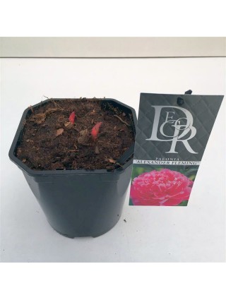 Bijūnai (LD) (Lot Paeonia (LD)) 'Dr. Alexander Fleming' C2/P17-BIJŪNAI-DAUGIAMETĖS GĖLĖS