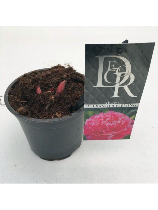 Bijūnai (LD) (Lot Paeonia (LD)) 'Dr. Alexander Fleming' P12-BIJŪNAI-DAUGIAMETĖS GĖLĖS