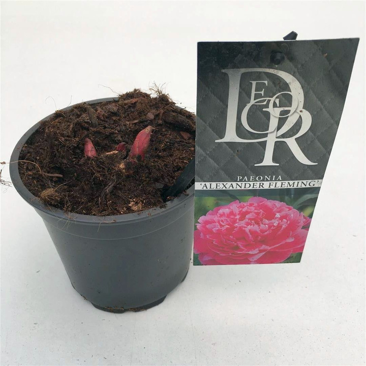 Bijūnai (LD) (Lot Paeonia (LD)) 'Dr. Alexander Fleming' P12-BIJŪNAI-DAUGIAMETĖS GĖLĖS