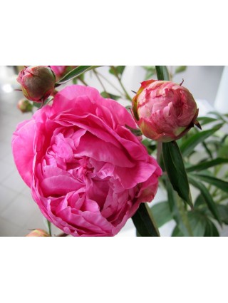 Bijūnai (LD) (Lot Paeonia (LD)) 'Dr. Alexander Fleming' 2-3 IŠ GRUNTO-BIJŪNAI-DAUGIAMETĖS GĖLĖS