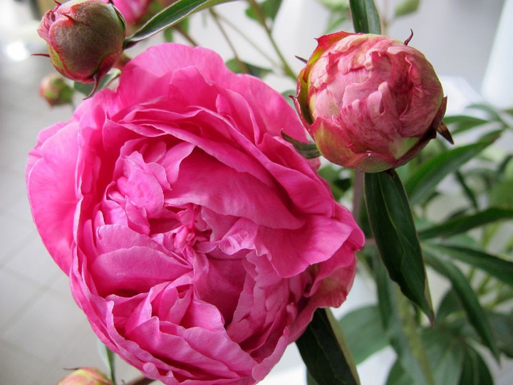 Bijūnai (LD) (Lot Paeonia (LD)) 'Dr. Alexander Fleming' 3-5 IŠ GRUNTO-BIJŪNAI-DAUGIAMETĖS GĖLĖS