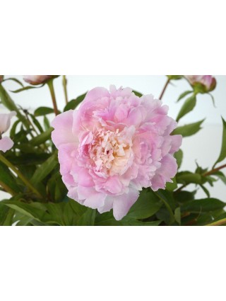 Bijūnai (Lot Paeonia) 'Allertie' 3-5 IŠ GRUNTO-BIJŪNAI-DAUGIAMETĖS GĖLĖS