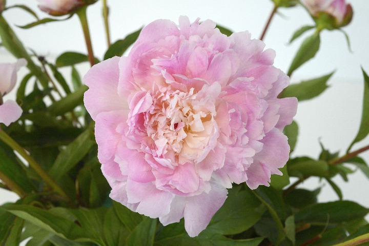 Bijūnai (Lot Paeonia) 'Allertie' 3-5 IŠ GRUNTO-BIJŪNAI-DAUGIAMETĖS GĖLĖS