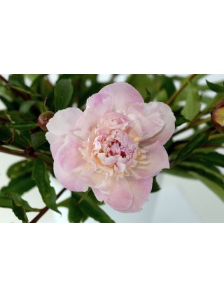 Bijūnai (Lot Paeonia) 'Allertie' 2-3 IŠ GRUNTO-BIJŪNAI-DAUGIAMETĖS GĖLĖS