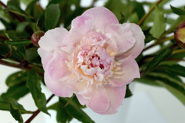 Bijūnai (Lot Paeonia) 'Allertie' 2-3 IŠ GRUNTO-BIJŪNAI-DAUGIAMETĖS GĖLĖS