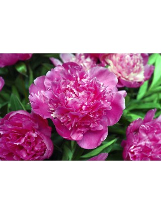 Bijūnai (LD) (Lot Paeonia (LD)) 'Amabilis' 3-5 IŠ GRUNTO-BIJŪNAI-DAUGIAMETĖS GĖLĖS