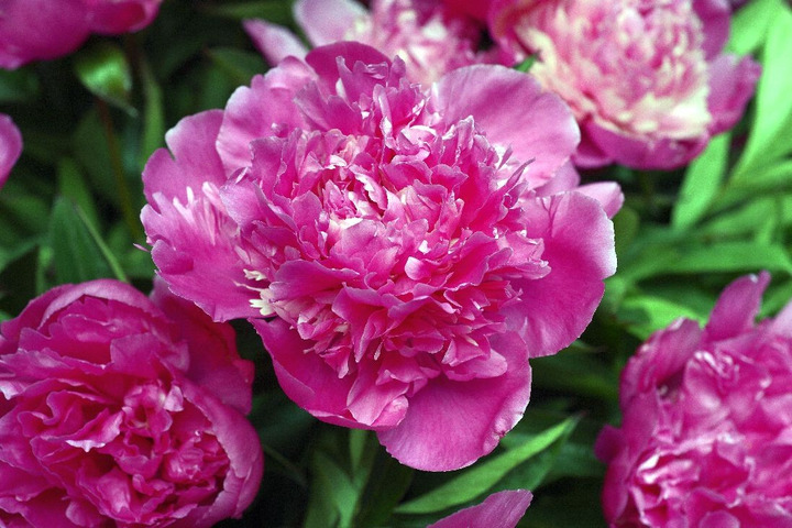 Bijūnai (LD) (Lot Paeonia (LD)) 'Amabilis' 3-5 IŠ GRUNTO-BIJŪNAI-DAUGIAMETĖS GĖLĖS