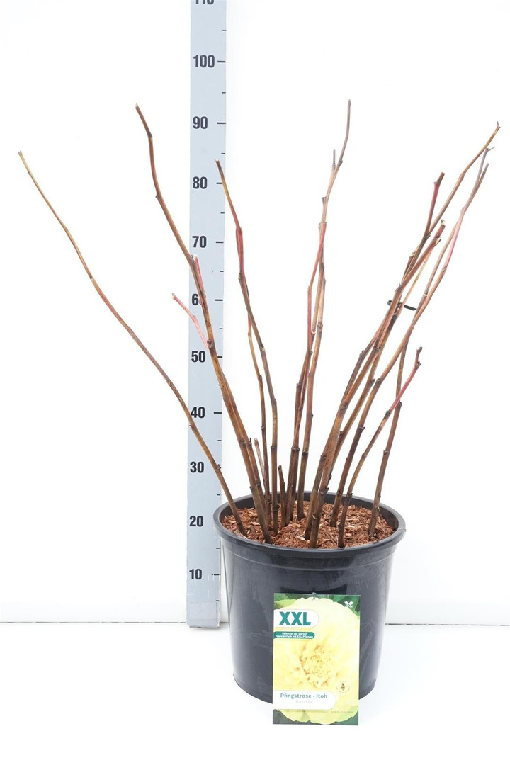 Bijūnai (Lot Paeonia) 'Bartzella' C15-BIJŪNAI-DAUGIAMETĖS GĖLĖS