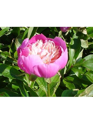 Bijūnai (LE) (Lot Paeonia (LE)) 'Bowl of Beauty' 2-3 IŠ GRUNTO-BIJŪNAI-DAUGIAMETĖS GĖLĖS