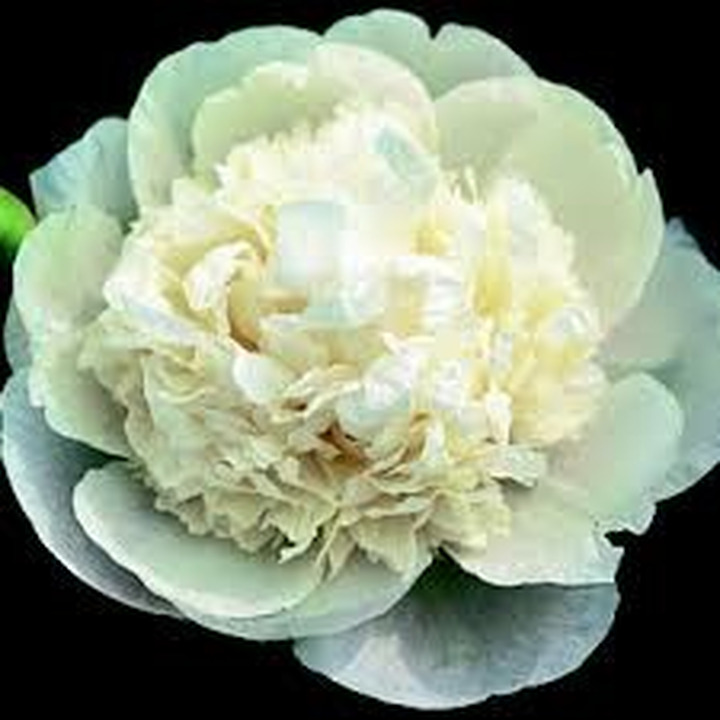 Bijūnai (Lot Paeonia) 'Brother Chuck' 3-5 IŠ GRUNTO-BIJŪNAI-DAUGIAMETĖS GĖLĖS