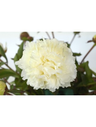 Bijūnai (LD) (Lot Paeonia (LD)) 'Bowl of Cream' 3-5 IŠ GRUNTO-BIJŪNAI-DAUGIAMETĖS GĖLĖS