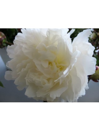 Bijūnai (LD) (Lot Paeonia (LD)) 'Bowl of Cream' 2-3 IŠ GRUNTO-BIJŪNAI-DAUGIAMETĖS GĖLĖS