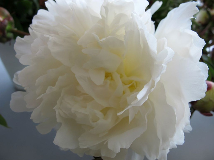 Bijūnai (LD) (Lot Paeonia (LD)) 'Bowl of Cream' 2-3 IŠ GRUNTO-BIJŪNAI-DAUGIAMETĖS GĖLĖS