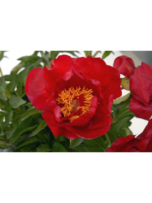 Bijūnai (Lot Paeonia) 'Blaze' 2-3 IŠ GRUNTO-BIJŪNAI-DAUGIAMETĖS GĖLĖS