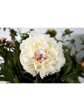 Bijūnai (LD) (Lot Paeonia (LD)) 'Boule de Neige' 3-5 IŠ GRUNTO-BIJŪNAI-DAUGIAMETĖS GĖLĖS