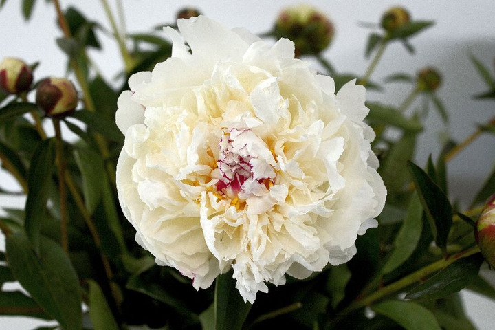 Bijūnai (LD) (Lot Paeonia (LD)) 'Boule de Neige' 2-3 IŠ GRUNTO-BIJŪNAI-DAUGIAMETĖS GĖLĖS