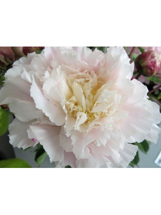 Bijūnai (LD) (Lot Paeonia (LD)) 'Mme Calot' 2-3 IŠ GRUNTO-BIJŪNAI-DAUGIAMETĖS GĖLĖS