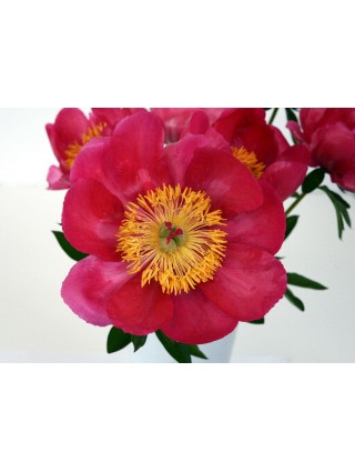 Bijūnai (LD) (Lot Paeonia (LD)) 'Coral Charm' 2-3 IŠ GRUNTO-BIJŪNAI-DAUGIAMETĖS GĖLĖS