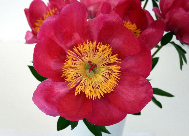 Bijūnai (LD) (Lot Paeonia (LD)) 'Coral Charm' 2-3 IŠ GRUNTO-BIJŪNAI-DAUGIAMETĖS GĖLĖS