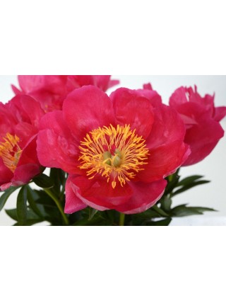 Bijūnai (LD) (Lot Paeonia (LD)) 'Coral Charm' 3-5 IŠ GRUNTO-BIJŪNAI-DAUGIAMETĖS GĖLĖS