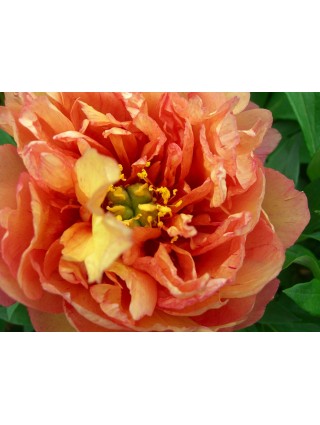 Bijūnai (Lot Paeonia) 'Copper Kettle' 3-5 IŠ GRUNTO-BIJŪNAI-DAUGIAMETĖS GĖLĖS