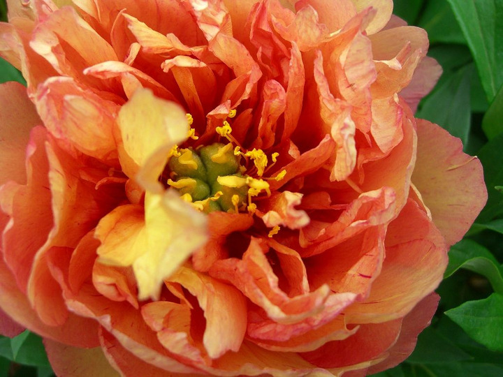 Bijūnai (Lot Paeonia) 'Copper Kettle' 3-5 IŠ GRUNTO-BIJŪNAI-DAUGIAMETĖS GĖLĖS