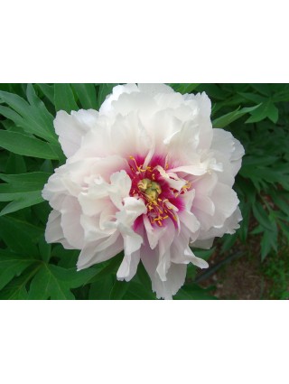 Bijūnai (Lot Paeonia) 'Cora Louise' 2-3 IŠ GRUNTO-BIJŪNAI-DAUGIAMETĖS GĖLĖS