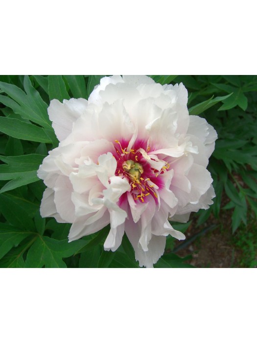 Bijūnai (Lot Paeonia) 'Cora Louise' 2-3 IŠ GRUNTO-BIJŪNAI-DAUGIAMETĖS GĖLĖS