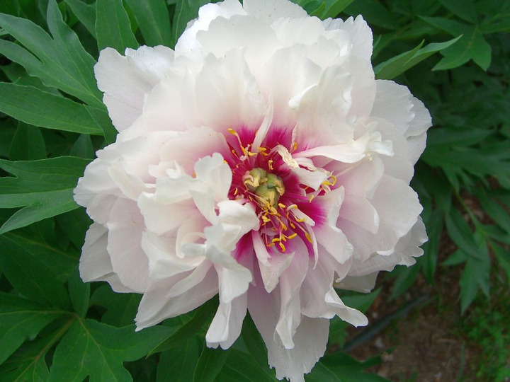 Bijūnai (Lot Paeonia) 'Cora Louise' 2-3 IŠ GRUNTO-BIJŪNAI-DAUGIAMETĖS GĖLĖS