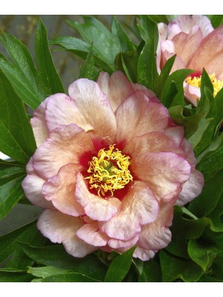 Bijūnai (Lot Paeonia) 'Callies Memory' 2-3 IŠ GRUNTO-BIJŪNAI-DAUGIAMETĖS GĖLĖS