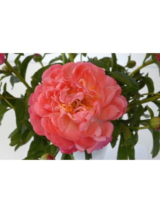 Bijūnai (LD) (Lot Paeonia (LD)) 'Coral Sunset' 3-5 IŠ GRUNTO-BIJŪNAI-DAUGIAMETĖS GĖLĖS