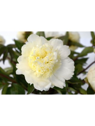 Bijūnai (LD) (Lot Paeonia (LD)) 'Charles White' 3-5 IŠ GRUNTO-BIJŪNAI-DAUGIAMETĖS GĖLĖS