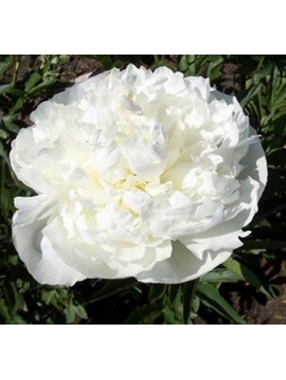 Bijūnai (LD) (Lot Paeonia (LD)) 'Duchesse de Nemours' 2-3 IŠ GRUNTO-BIJŪNAI-DAUGIAMETĖS GĖLĖS