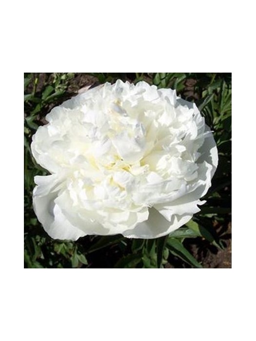 Bijūnai (LD) (Lot Paeonia (LD)) 'Duchesse de Nemours' 2-3 IŠ GRUNTO-BIJŪNAI-DAUGIAMETĖS GĖLĖS