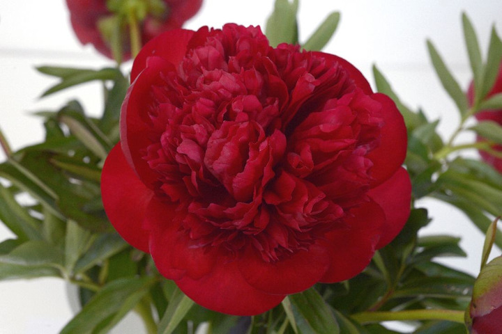 Bijūnai (Lot Paeonia) 'Diana Parks' 3-5 IŠ GRUNTO-BIJŪNAI-DAUGIAMETĖS GĖLĖS