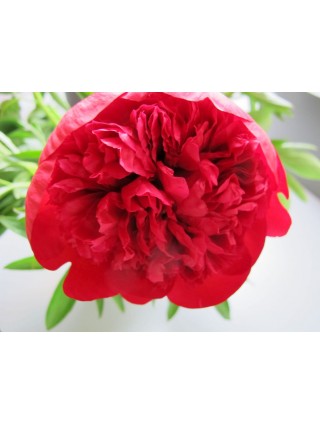 Bijūnai (Lot Paeonia) 'Diana Parks' 2-3 IŠ GRUNTO-BIJŪNAI-DAUGIAMETĖS GĖLĖS