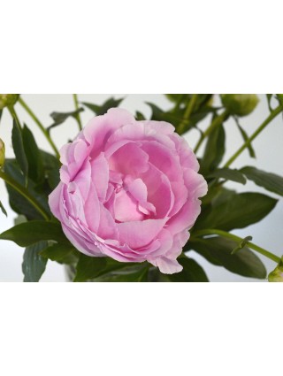 Bijūnai (LD) (Lot Paeonia (LD)) 'Dinner Plate' 3-5 IŠ GRUNTO-BIJŪNAI-DAUGIAMETĖS GĖLĖS