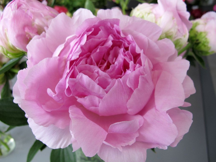 Bijūnai (LD) (Lot Paeonia (LD)) 'Dinner Plate' 2-3 IŠ GRUNTO-BIJŪNAI-DAUGIAMETĖS GĖLĖS
