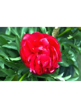 Bijūnai (Lot Paeonia) 'Ellen Cowley' 2-3 IŠ GRUNTO-BIJŪNAI-DAUGIAMETĖS GĖLĖS