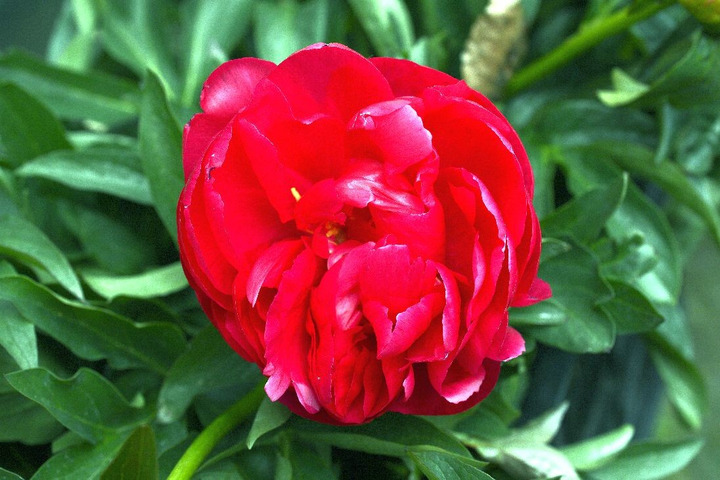 Bijūnai (Lot Paeonia) 'Ellen Cowley' 2-3 IŠ GRUNTO-BIJŪNAI-DAUGIAMETĖS GĖLĖS