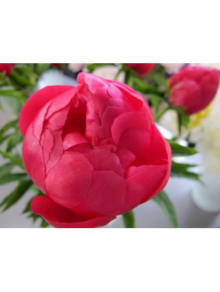 Bijūnai (Lot Paeonia) 'Ellen Cowley' 3-5 IŠ GRUNTO-BIJŪNAI-DAUGIAMETĖS GĖLĖS