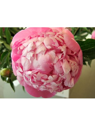 Bijūnai (LD) (Lot Paeonia (LD)) 'Mme Emile Debatene' 2-3 IŠ GRUNTO-BIJŪNAI-DAUGIAMETĖS GĖLĖS