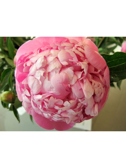 Bijūnai (LD) (Lot Paeonia (LD)) 'Mme Emile Debatene' 3-5 IŠ GRUNTO-BIJŪNAI-DAUGIAMETĖS GĖLĖS