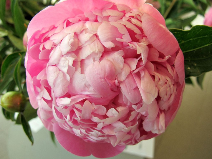 Bijūnai (LD) (Lot Paeonia (LD)) 'Mme Emile Debatene' 3-5 IŠ GRUNTO-BIJŪNAI-DAUGIAMETĖS GĖLĖS